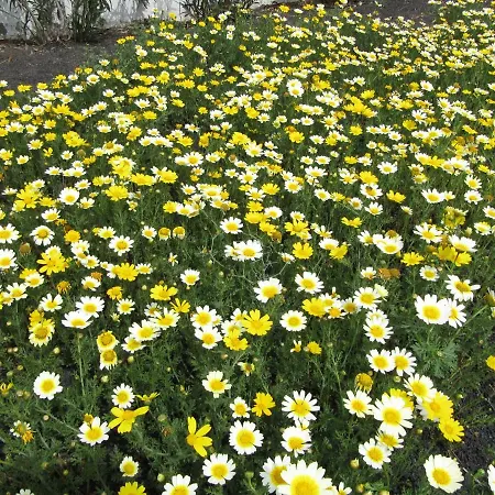 Tatil Evi Casa Montana De *