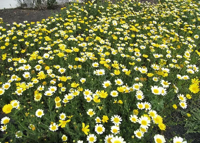 度假居 Casa Montana De *